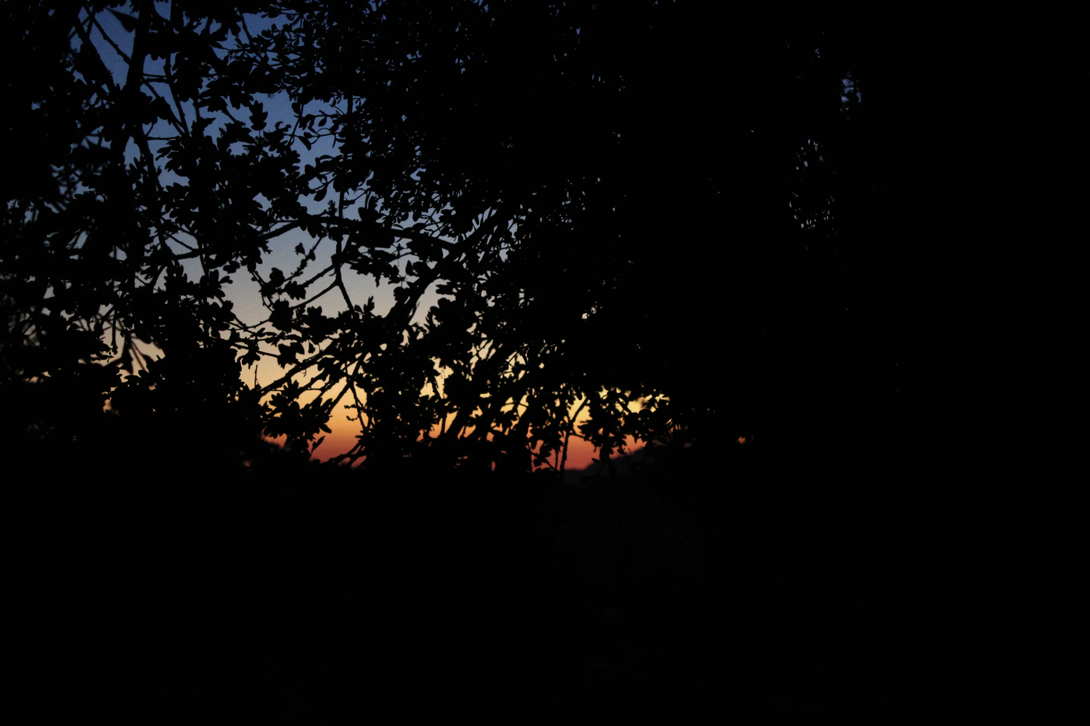 Evening light through trees at HappyDay Farms