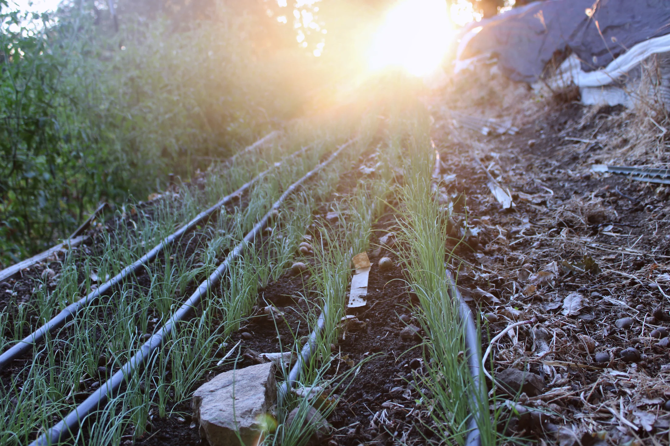 Irrigated farm rows at golden hour
