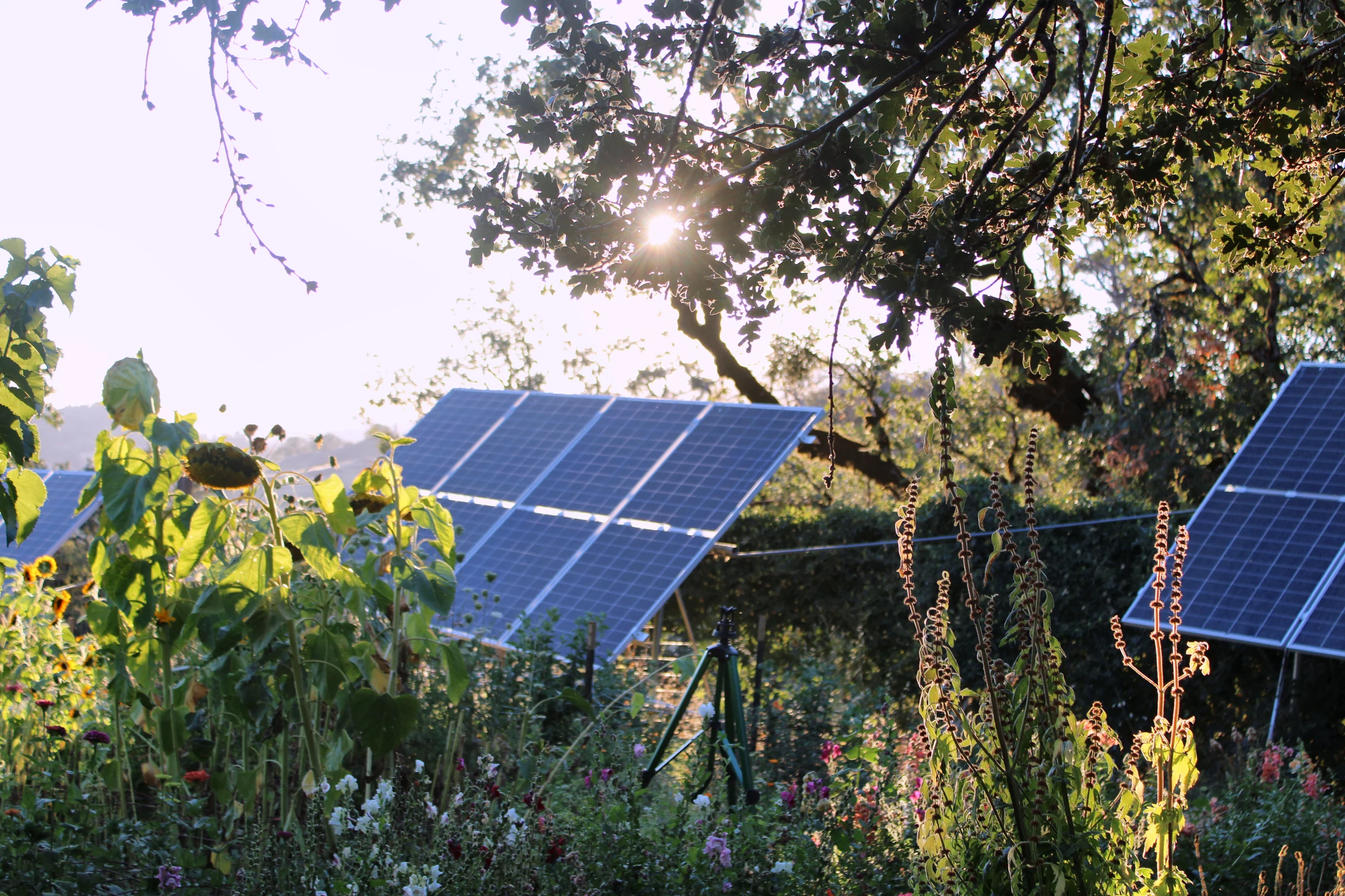 Sunlight over the farm garden and solar panels at HappyDay Farms