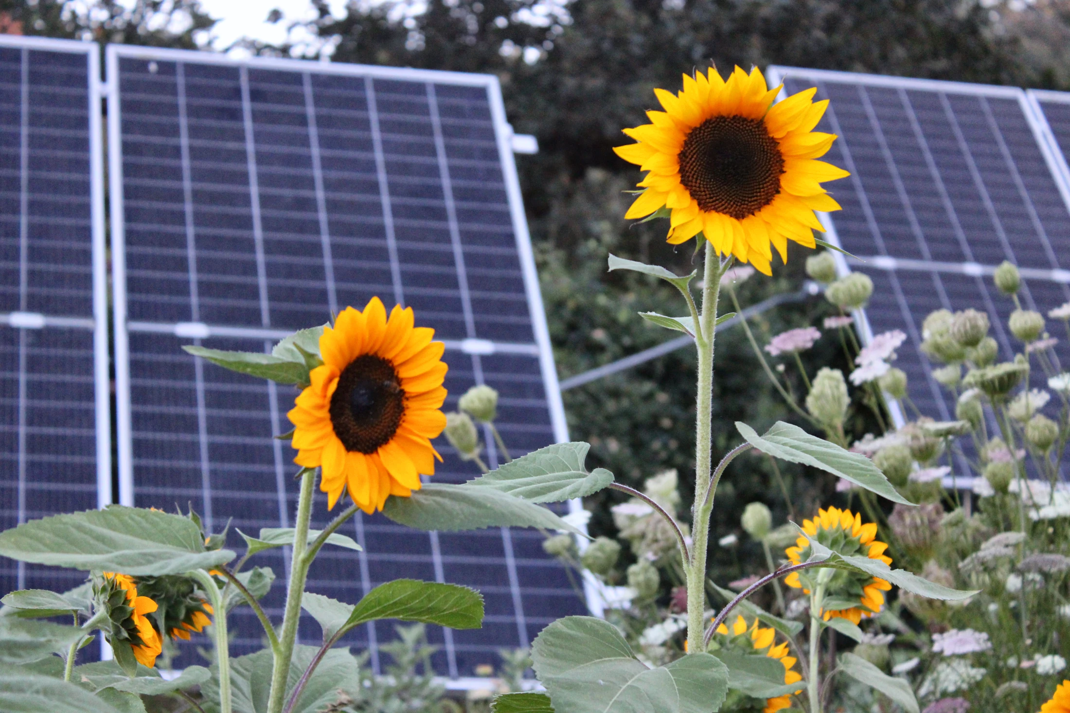 Sunflowers with solar panels at HappyDay Farms