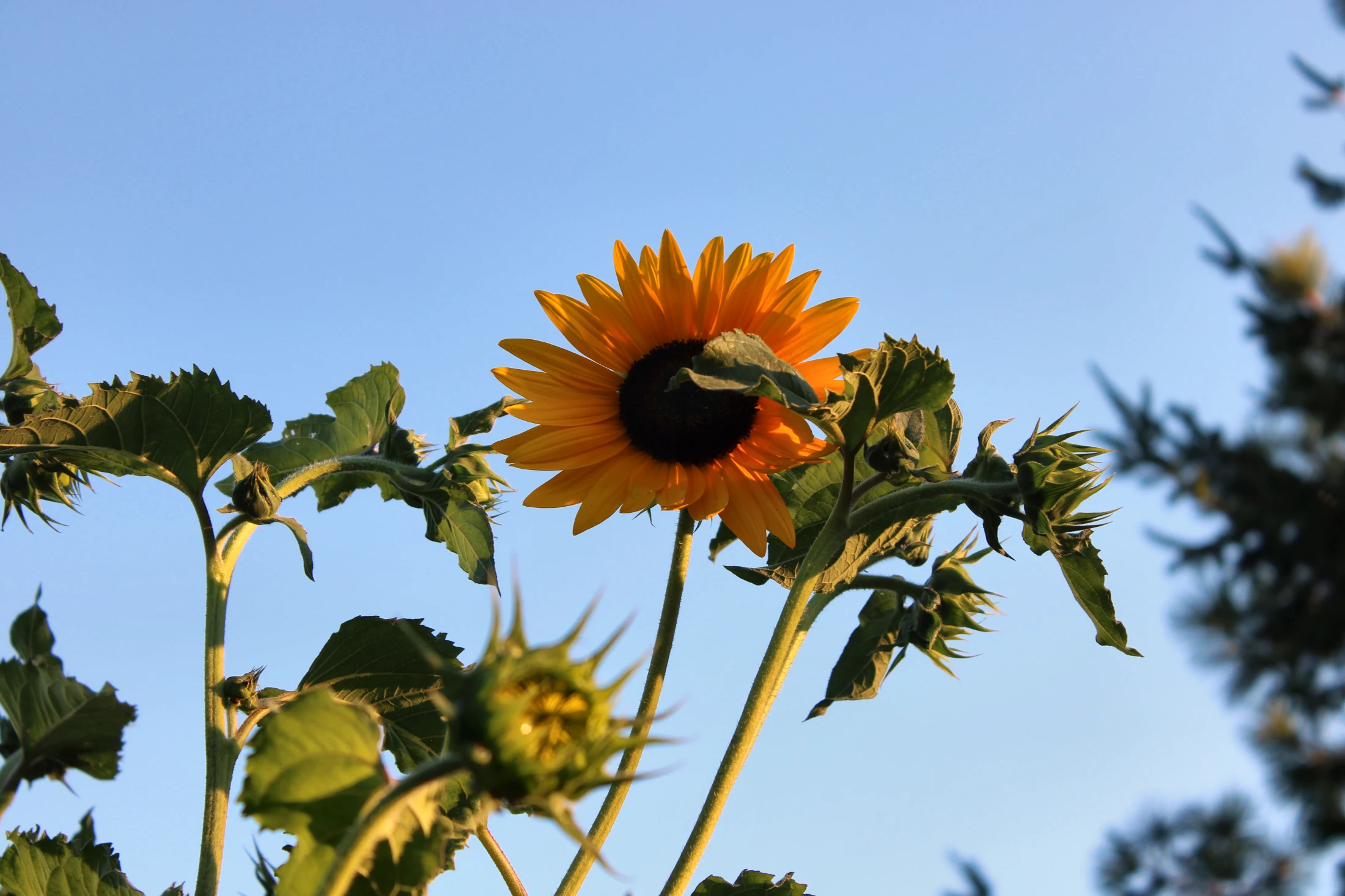 Sunflower on HappyDay Farms
